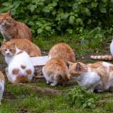 Salutiamo la donna e andiamo a visitare il giardino, nel quale giocano dei gatti adottati dalla struttura